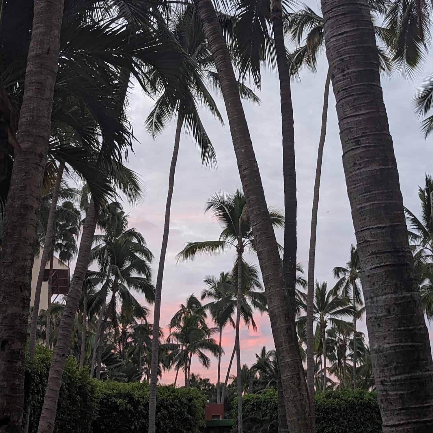 Palm trees and sky with pink sky at sunrise