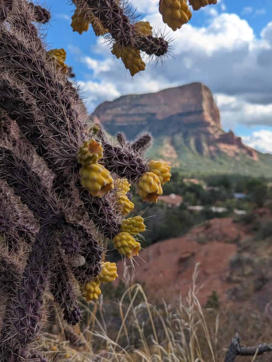 Close up shot of cactus with yellow flowers blooming, the red rocks in the background